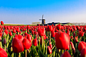 Fields of red tulips surround the typical windmill, Berkmeer, municipality of Koggenland, North Holland, The Netherlands, Europe