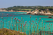 Pink flowers of the inland frame the turquoise sea in summer, Sperone, Bonifacio, South Corsica, France, Mediterranean, Europe