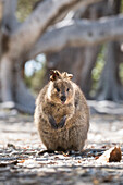 Quokka (Setonix brachyurus), Insel Rottnest, Australien, Pazifik