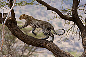 A leopard (Panthera pardus) walking on a tree branch, Samburu National Reserve, Kenya, East Africa, Africa
