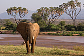 Afrikanischer Elefant (Loxodonta Africana), Samburu, Kenia, Ostafrika, Afrika