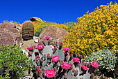 Beavertail-Kaktus und Brittlebush, Anza-Borrego Desert State Park, Borrego Springs, San Diego County, Kalifornien, Vereinigte Staaten von Amerika, Nordamerika