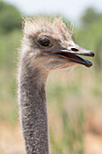 Ostrich in Ostrich Safari Park, Oudsthoorn, South Africa, Africa