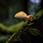 Detail der Pilze und Pilze wachsen im Wald
