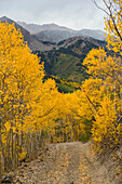 Backcountry mountain road lined with Aspen trees during the fall near Aspen Colorado