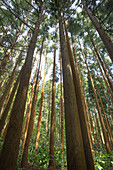 Üppiger Wald in der Nähe von Faial De Terra, Sao Miguel, Azoren, Portugal