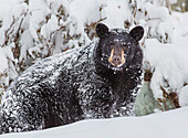 Schwarzer Bär bedeckt im Schnee und stehend im tiefen Schnee, Eagle River, South Central Alaska, USA