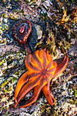 Detail view of sea stars and anemones in a tidal pool, Hesketh Island, Homer, Southcentral Alaska, USA