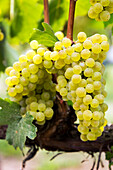 'Clusters of white grapes hanging on the vine; Penticton, British Columbia, Canada'