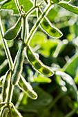 'Nahaufnahme von Sojabohnenhülsen auf der Pflanze in einem Feld, das von der Sonne hervorgehoben wird, die die Bohnen in der Hülse enthüllt; Ontario, Kanada'