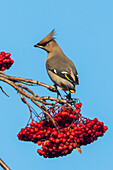 'Bohemian Waxing (Bombycilla garrulus) perched on a Mountain Ash tree with clusters of red berries against a blue sky; Anchorage, Alaska, United States of America'