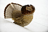 'Male Ruffed Grouse (Bonasa umbellus) with tail feathers and neck ruff extended in courtship display, late winter; Fairbanks, Alaska, United States of America'
