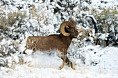 'Bighorn ram (ovis canadensis) kicking up snow as it runs through snowy landscape, Shoshone National Forest; Wyoming, United States of America'