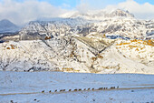 'Line of Pronghorn Antelope (Antilocapra americana) crossing snow-covered meadow with rugged mountains in background, Shoshone National Forest; Wyoming, United States of America'