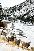 'Bighorn ram (ovis canadensis) and ewes on steep slope above the North Fork of the Shoshone River, Shoshone National Forest; Wyoming, United States of America'