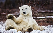 'Eisbär (ursus maritimus) sitzt im Schnee; Churchill, Manitoba, Kanada'