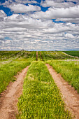 'Dirt tracks down a field of green grass; Herschel, Saskatchewan, Canada'