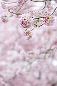 Close-up of pink cherry blossoms on a tree