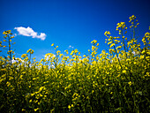 'Canola in bloom under a blue sky; Alberta, Canada'