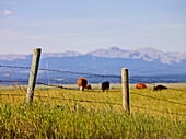 'Cattle grazing in a field with the Canadian Rockies in the distance; Cochrane, Alberta, Canada'