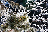 'Nahaufnahme von frostigen Kiefernnadeln und Eis bedeckt Baum Zweige; Alberta, Kanada'