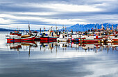 'Fishing boats in a harbour, Chilean Patagonia; Puerto Natales, Ultima Esperanza, Chile'