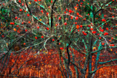 'Wild apple tree in November; Bedford, Nova Scotia, Canada'