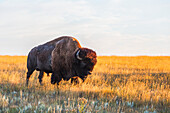 'Bison (bison bison), Grasslands National Park; Saskatchewan, Canada'