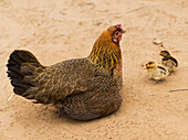 'A hen (Gallus Gallus Domesticus) with her chicks; Luang Prabang Province, Laos'