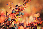 'Lowbush Blueberry In Autumn Colors Near The Noatak River, Brooks Range; Alaska, United States Of America'