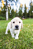 'A shy young Labrador puppy walking on green grass towards the camera; Anchorage, Alaska, United States of America'