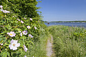 Path by the beach in Hooksiel, East Frisia, Friesland, Lower Saxony, Northern Germany, Germany, Europe