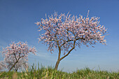 Mandelblüte im Pfälzer Wald, Bad Dürkheim, Deutsche Weinstraße, Pfalz, Rheinland-Pfalz, Deutschland, Europa