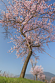 Mandelblüte im Pfälzer Wald, Edenkoben, Pfalz, Rheinland-Pfalz, Deutschland, Europa