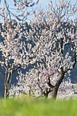Mandelblüte in der Pfalz, Gimmeldingen, Neustadt an der Weinstraße, Pfälzer Wald, Rheinland-Pfalz, Deutschland, Europa