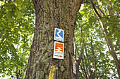 Schild des Wanderweg Rheinsteig an einer Linde in Sayn, Unteres Mittelrheintal, Rheinland-Pfalz, Deutschland, Europa