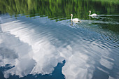 Swans Swimming with Reflection of Clouds in Water, Krka Monastery, Croatia
