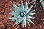 High Angle View of Agave Plant and Red Rocks