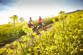 man and woman, on eBikes, through fields of field mustard,  Muensing, upper bavaria, Germany