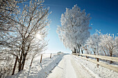 Snow covered road on a winters morning, Snowy trees, Muensing, Upper Bavaria, Bavaria, Germany
