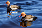 Two red-crested pochards swimming on lake, Netta rufina, lake Chiemsee, Upper Bavaria, Bavaria, Germany