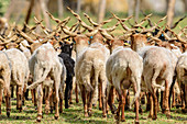 Zackel sheep, Ovis aries, lake Neusiedl, National Park lake Neusiedl, UNESCO World Heritage Site Fertö / Neusiedlersee Cultural Landscape, Burgenland, Austria