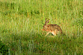 Feldhase putzt sich, Lepus europaeus, Neusiedler See, Nationalpark Neusiedler See, UNESCO Welterbe Kulturlandschaft Fertö Neusiedler See, Burgenland, Österreich