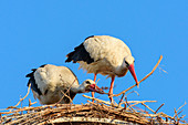 Two white storks building the nest, Ciconia ciconia, Rust, lake Neusiedl, National Park lake Neusiedl, UNESCO World Heritage Site Fertö / Neusiedlersee Cultural Landscape, Burgenland, Austria