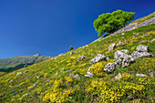 Meadow with flowers and Gran Sasso-group in background, Gran Sasso, Abruzzi, Italy