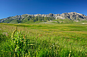 Meadow with flowers and Gran Sasso-group in background, Campo Imperatore, Gran Sasso, Abruzzi, Italy