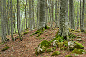 Forest of beech trees, Monte Amaro, Majella, Abruzzi, Italy