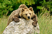 Braunbär liegt auf Felsen, Oberbayern, Bayern, Deutschland