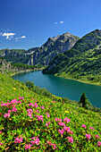 Alpenrosen mit Tappenkarsee, Tappenkarsee, Radstädter Tauern, Salzburg, Österreich