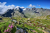 Moss campion in front of Stubai Alps and valley of Gleirschtal, Satteljoch, Lampsenspitze, Sellrain, Stubai Alps, Tyrol, Austria